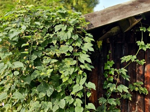 Humulus Lupulus, de bekende inheemse hop klimplant