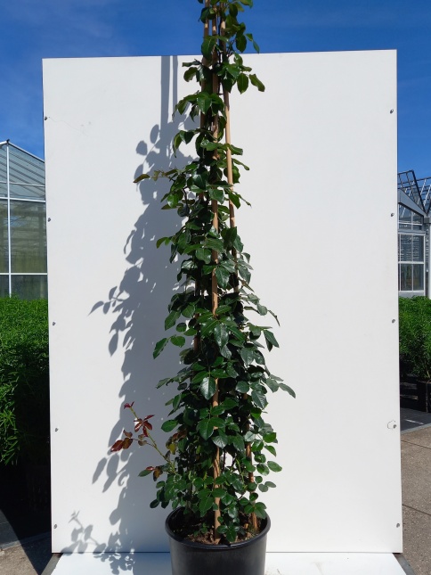 Rosa (K) 'Florentina'
