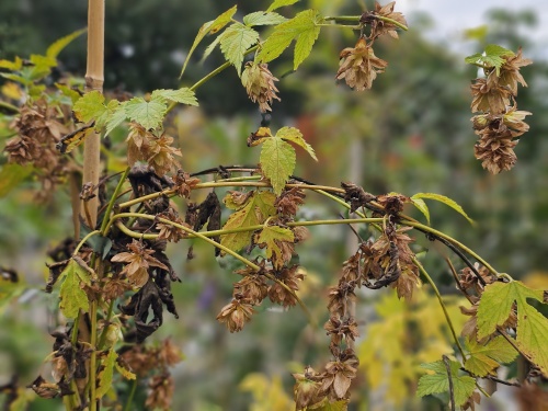 Humulus Lupulus, de bekende inheemse hop klimplant