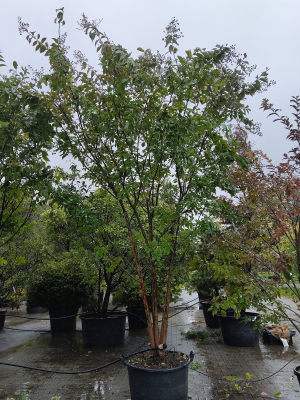 Indische sering 'Natchez'