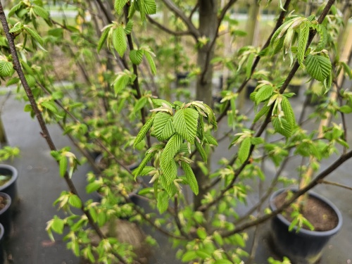 Zuilvormige haagbeuk jong blad in april
