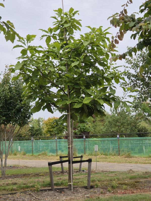 Magnolia