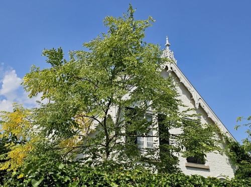 Doodsbeenderenboom - Gymnocladus dioica