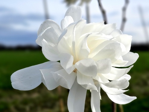Magnolia 'Wildcat'  wit en roze vroeg in het voorjaar