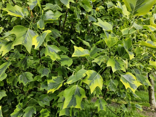 Tulpenboom - Liriodendron tulipifera  'Aureomarginatum'