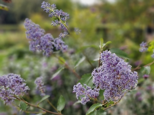 Ceanothus 'Gloire de Versailles'  Amerikaanse blauwe sering voor een zonnige plek