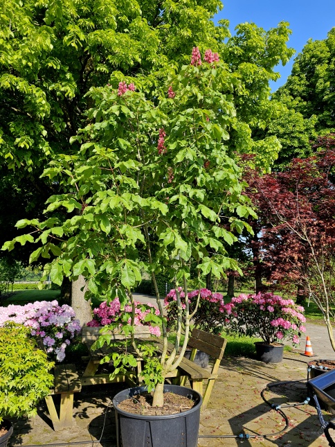 Aesculus x carnea 'Briotii'