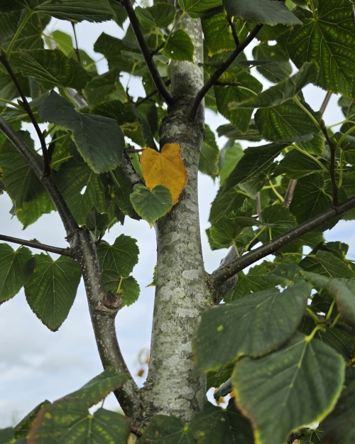 Lindeboom Glenleven met fraai zomerblad