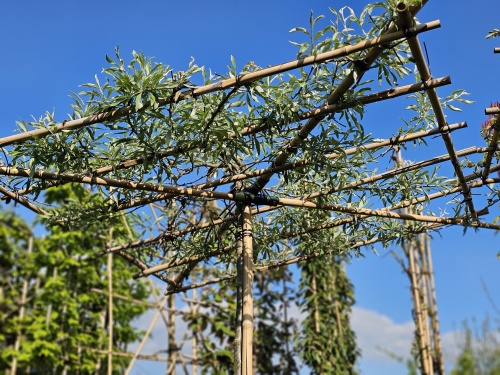 Pyrus salicifolia 'Pendula' als dakvorm toegepast