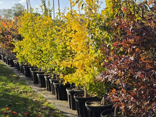 Japanse Notenboom 'Blagon', herfstkleuren