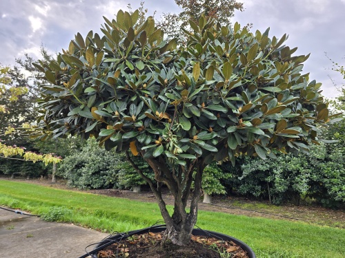 Rhododendron yakushimanum