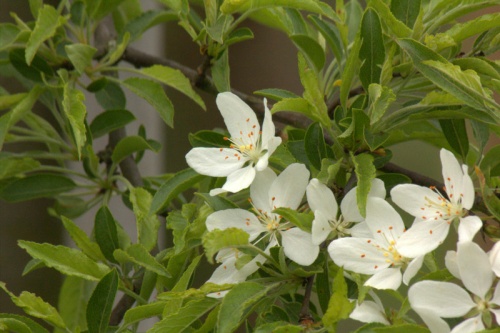 Sierappel 'Toringo'