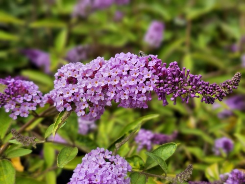 Dwerg Vlinderstruik 'Flutterby Lavender' als bloeiende sierheester