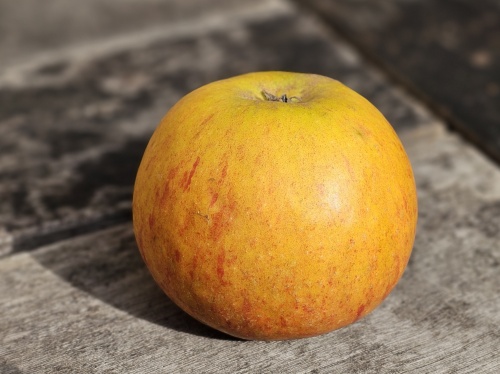 Malus domestica 'Cox d' Orange Pippin' in september is het lekkerst, zo van de boom geplukt