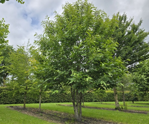 Castanea sativa meerstam najaar 2025