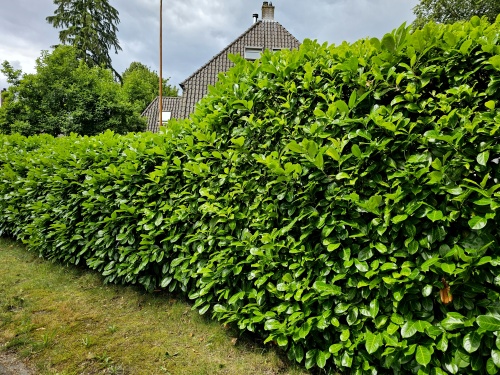Prunus laurocerasus 'Rotundifolia' Groenblijvende haaglaurier
