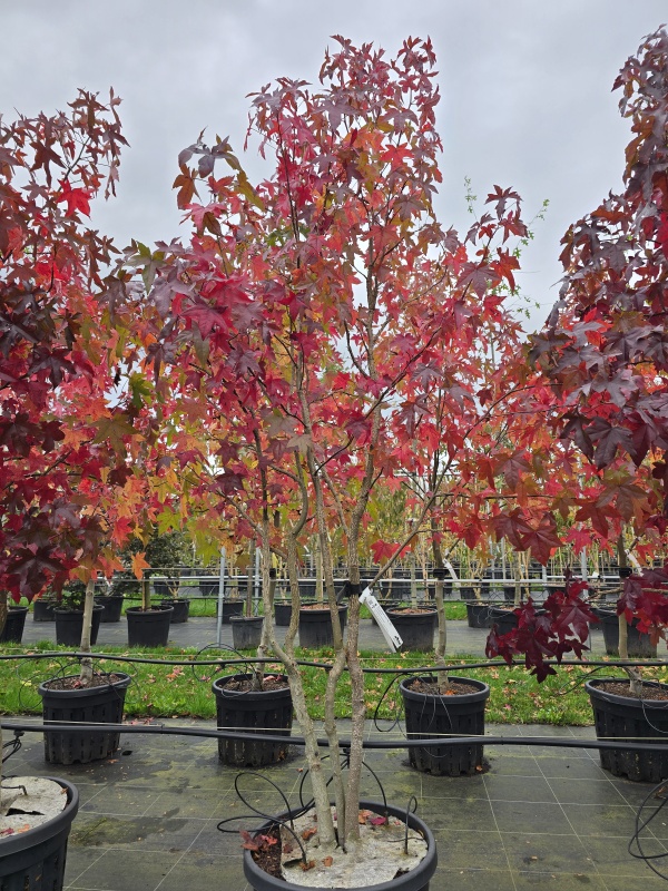 Amberbaum