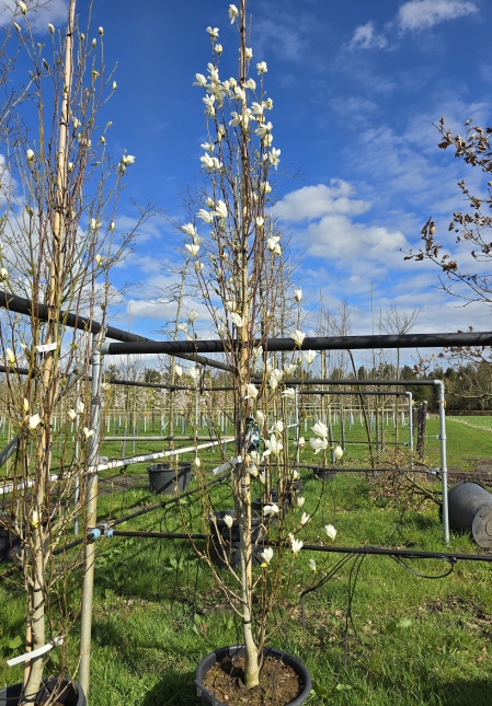 Magnolia Kobus Isis bloem bloeit vanaf eind maart