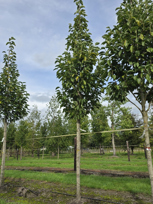 Magnolia 'Wada's Memory'