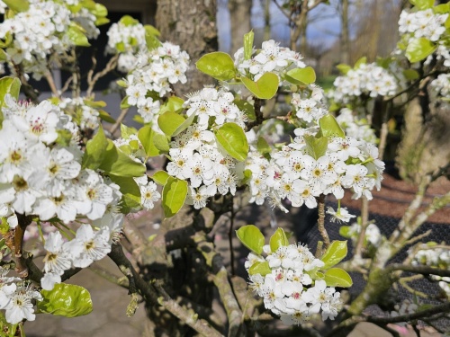 Pyrus calleryana 'Chanticleer'  sierpeer in de herfstkleuren.