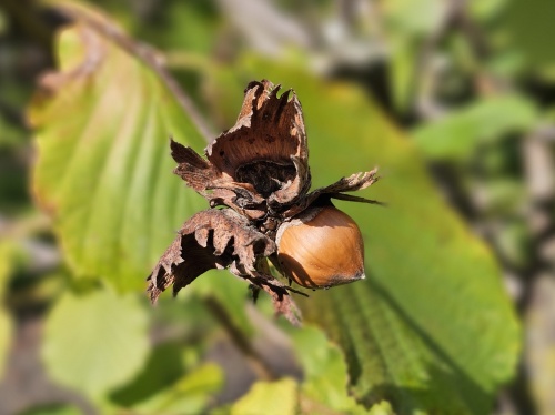 Corylus avellana, Gewone Hazelaar, meerstammige bij Kasteelbos