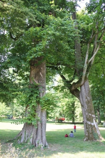 Fladderiep - Ulmus laevis