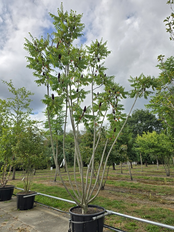 Fluweelboom