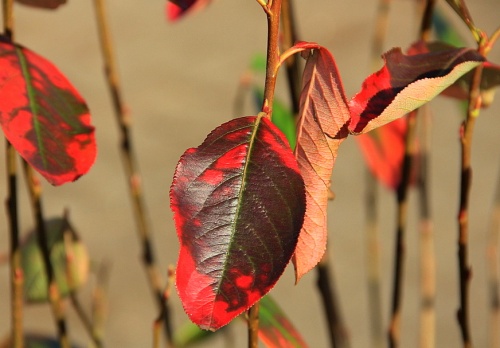 Aronia melanocarpa in herfstkleuren