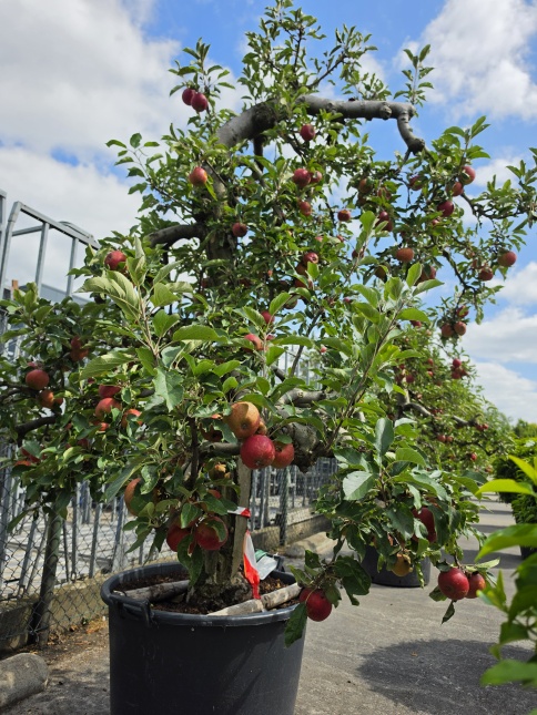 Malus domestica 'Elstar'  oude productie appelbomen doorgekweekt in pot