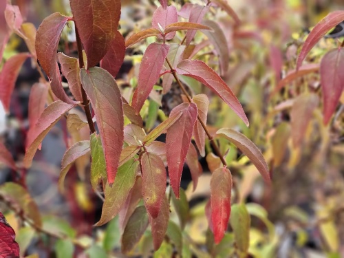 Deutzia Codsall Pink  herfstverkleuring