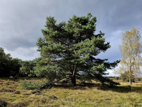 Grove Den, Pinus Sylvestris, Vliegden.