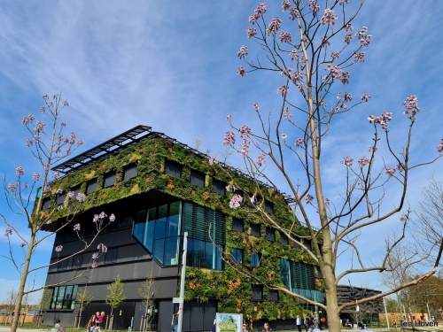 Paulownia Tomentosa toepassing Almere