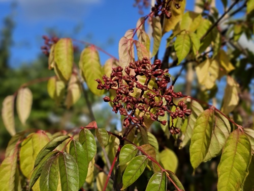 Tetradium Daniellii.  Bijenboom oktober 2023
