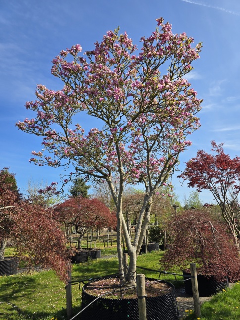 Magnolia 'Betty', meerstammige bomen