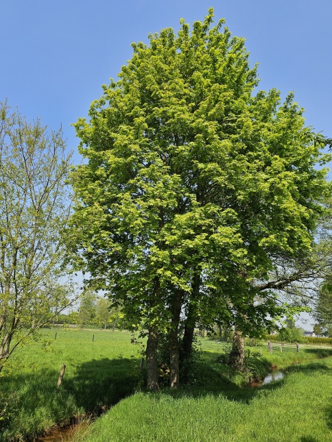 Acer platanoides is een veel voor komende boomsoort in NL, die het vooral goed doet op zandgrond.