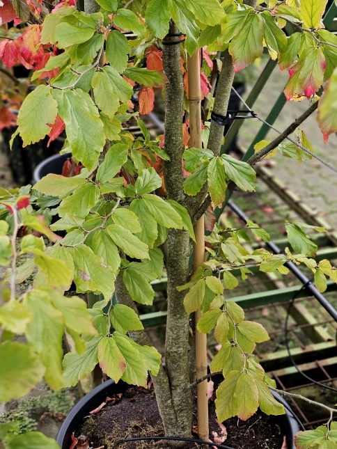 Perzisch IJzerhout 'Vanessa' - herfst