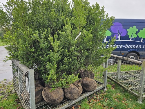 Ilex crenata 'Green Hedge' 175 cm