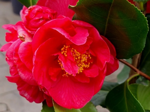 Camellia japonica Dr. King bloeit in maart