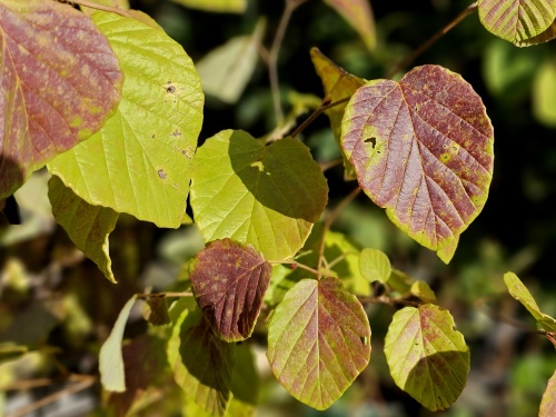 Schijnhazelaar met jong purper kleurig blad - Corylopsis sinensis 'Spring Purple