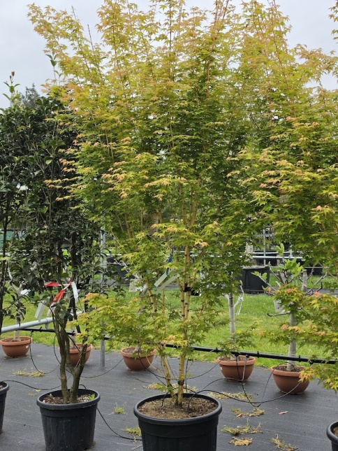 Acer palmatum 'Bi-hoo' mei