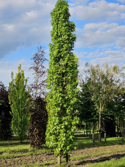 Amberboom, zuilvorm bomen