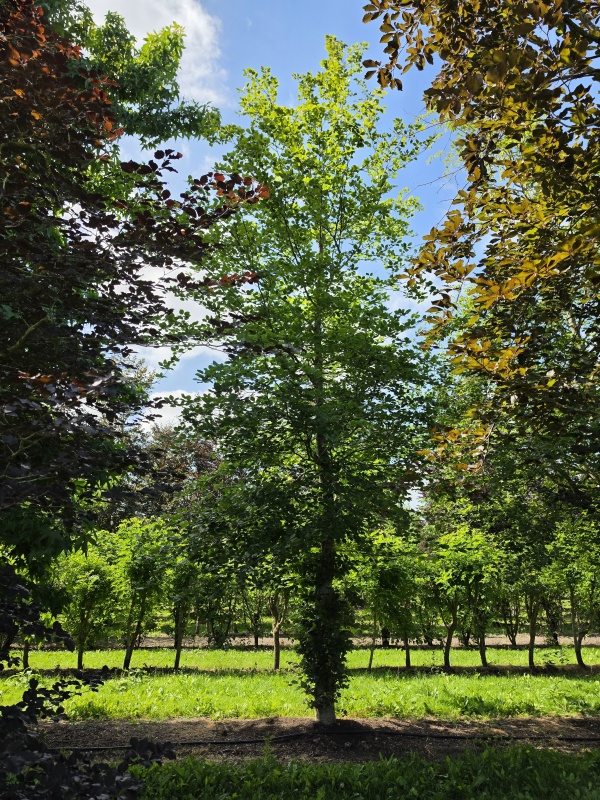 Groene Beuk