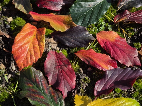 impressie herfstkleuren Perzisch ijzerhard
