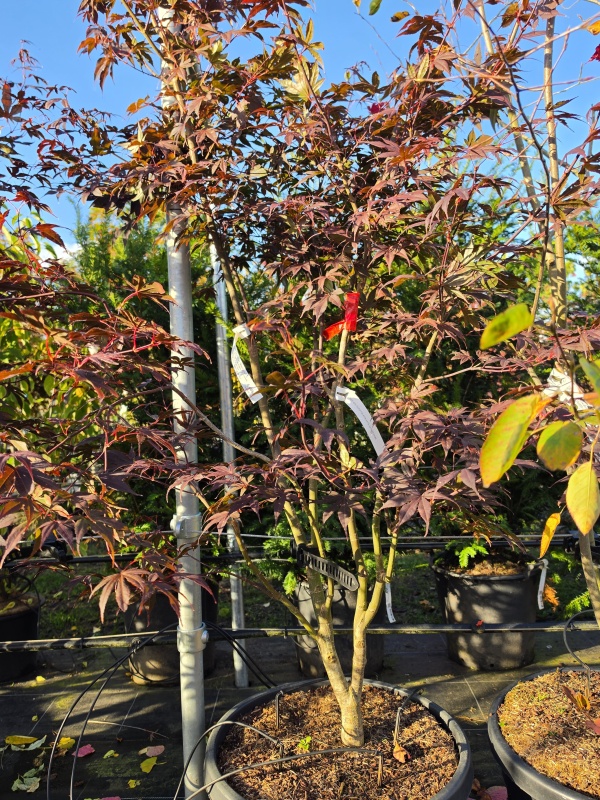 Japanse esdoorn