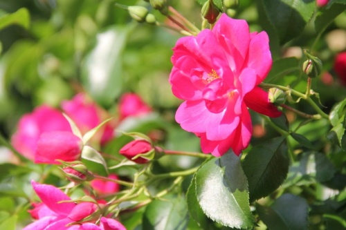 Rosa Heidetraum plus