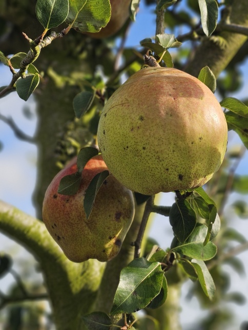 Handpeer 'Doyenne du Comice' - Pyrus communis 'Doyenne du Comice'