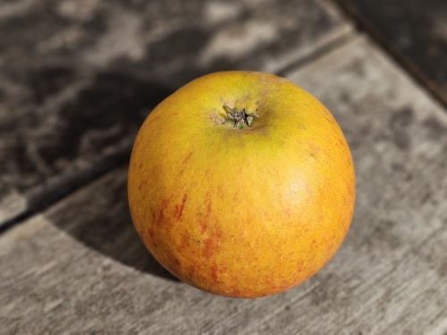 Appel 'Cox' - Malus domestica 'Cox's Orange Pippin'
