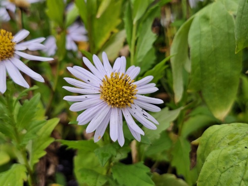 Zomeraster - Kalimeris incisa 'Madiva'