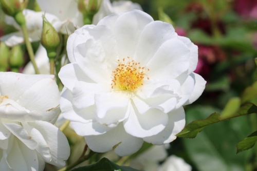 Rosa (F) Schneewittchen