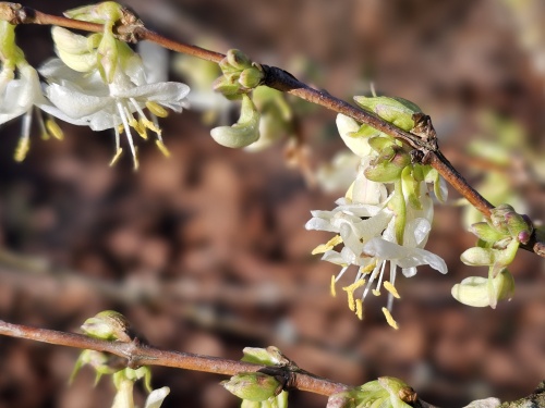 Lonicera fragrantissima